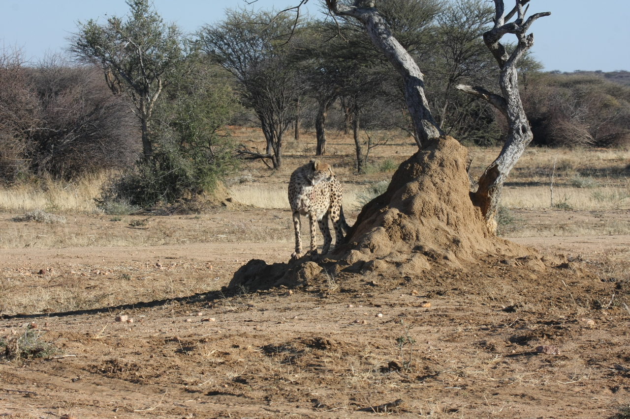 [1177] 2016_06_22_02_55_40_Africa_Canon_EOS_40D_IMG__00224.jpg