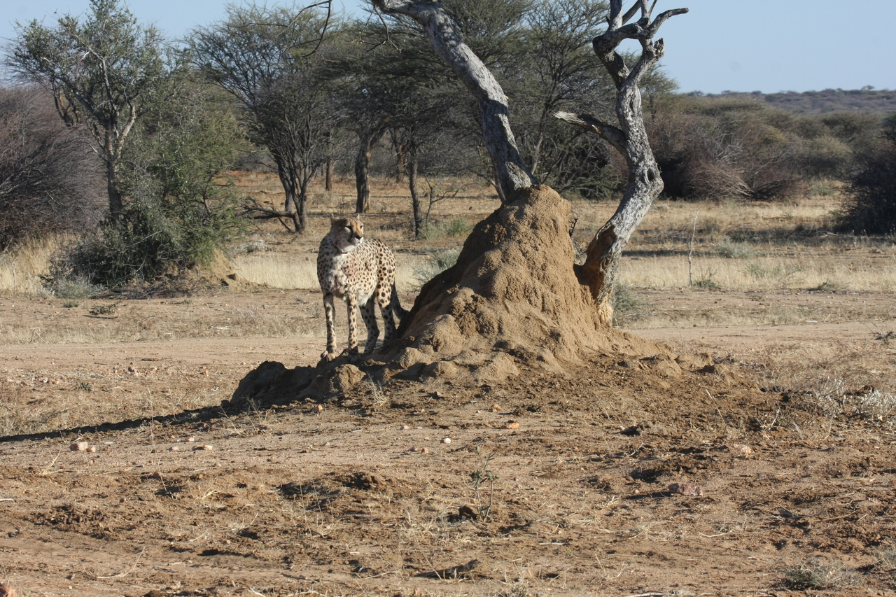 [1181] 2016_06_22_02_55_44_Africa_Canon_EOS_40D_IMG__00207.jpg