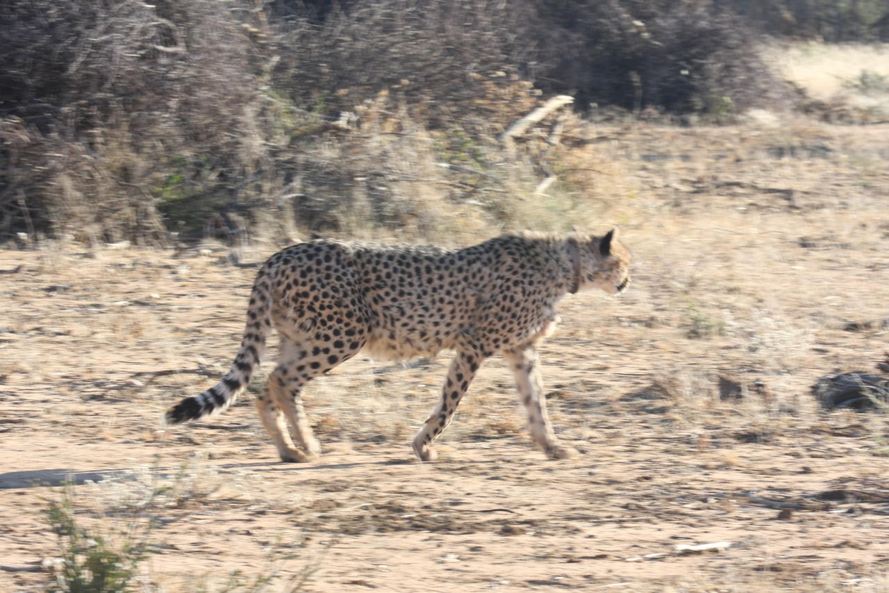 [1237] 2016_06_22_02_56_23_Africa_Canon_EOS_40D_IMG__07685.jpg