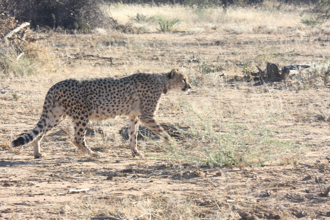 [1239] 2016_06_22_02_56_25_Africa_Canon_EOS_40D_IMG__00239.jpg