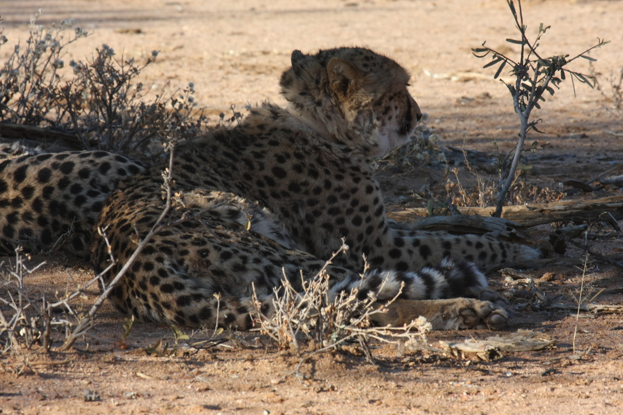 [1257] 2016_06_22_02_59_37_Africa_Canon_EOS_40D_IMG__00225.jpg