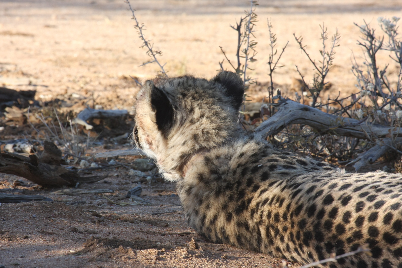 [1309] 2016_06_22_03_01_52_Africa_Canon_EOS_40D_IMG__07705.jpg