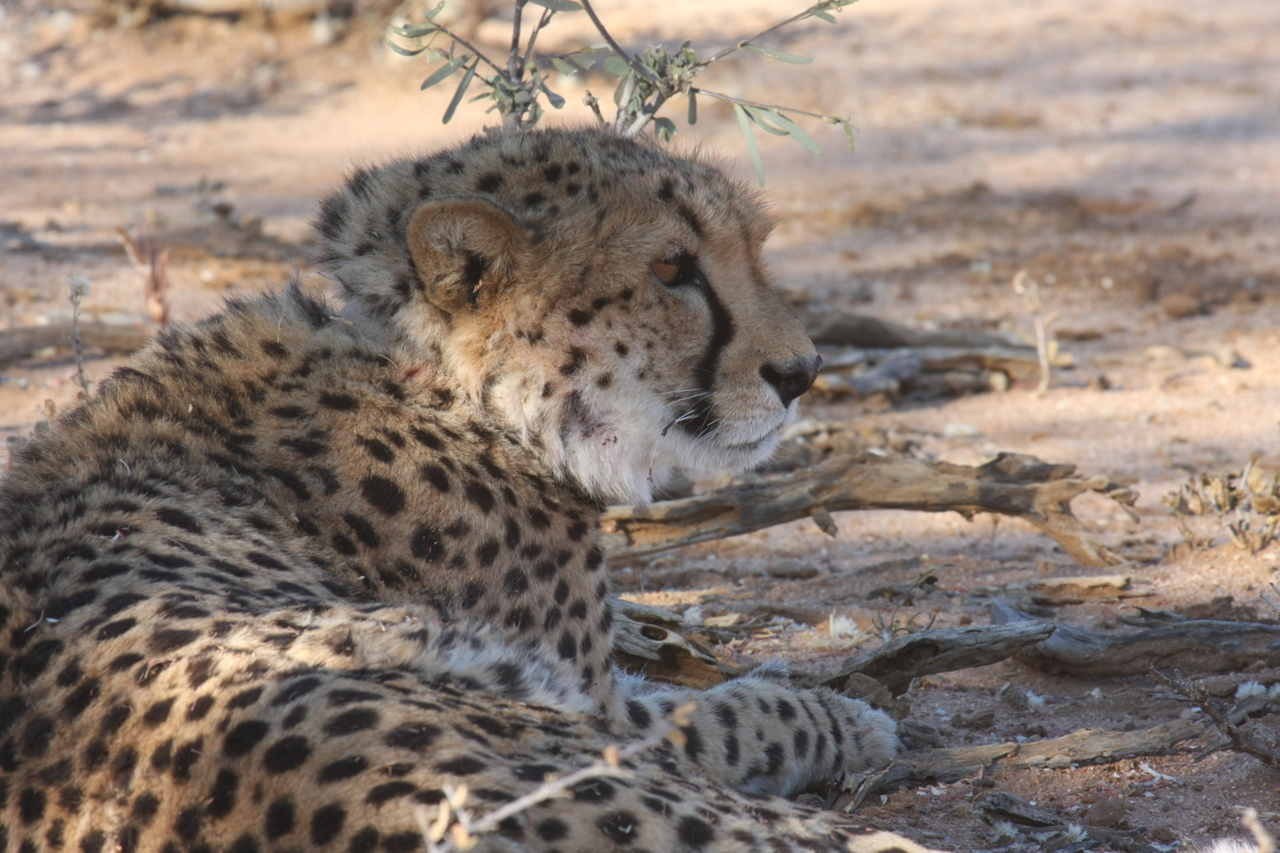 [1318] 2016_06_22_03_02_30_Africa_Canon_EOS_40D_IMG__00261.jpg