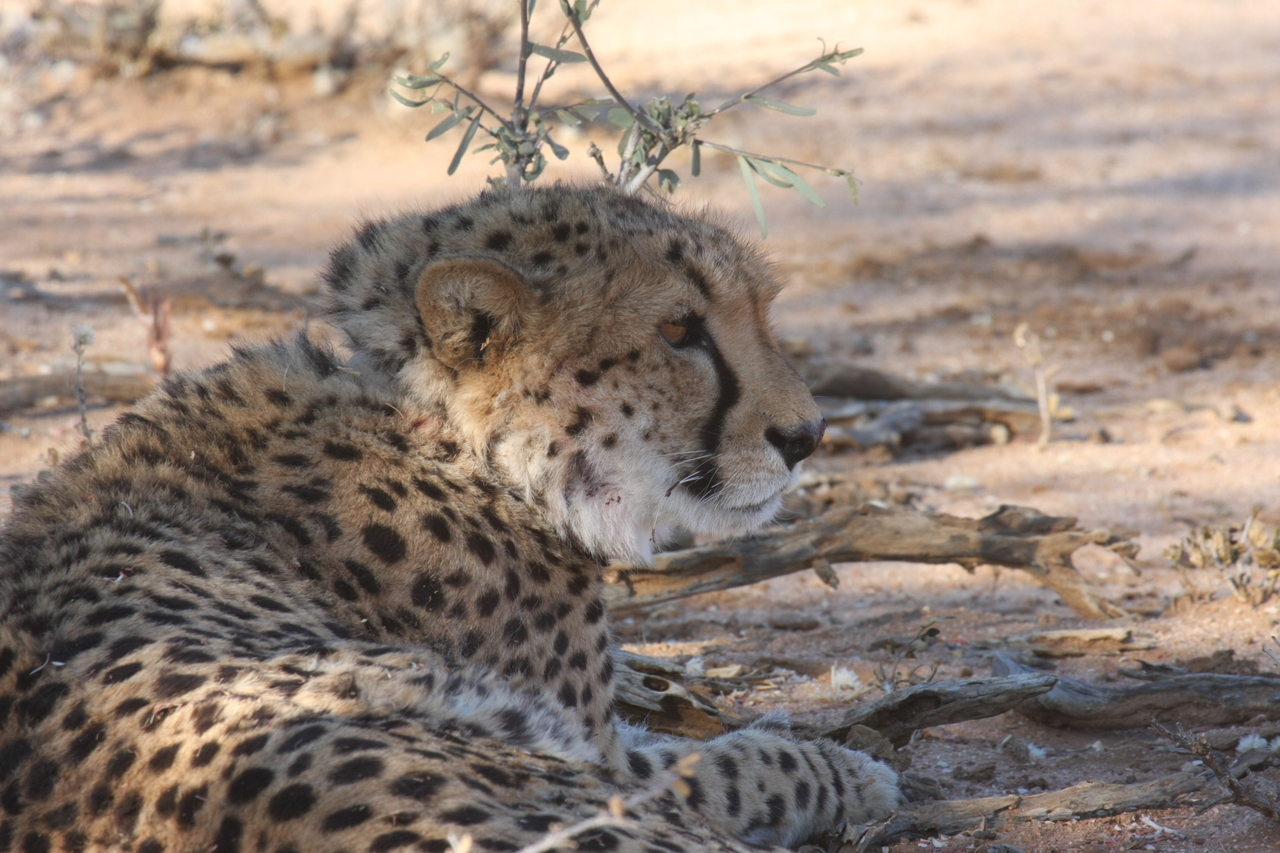 [1329] 2016_06_22_03_02_35_Africa_Canon_EOS_40D_IMG__07711.jpg