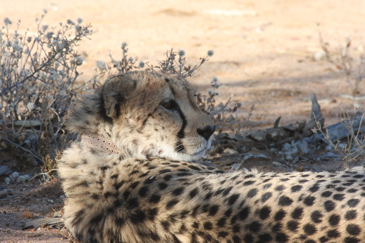 [1335] 2016_06_22_03_02_46_Africa_Canon_EOS_40D_IMG__00267.jpg