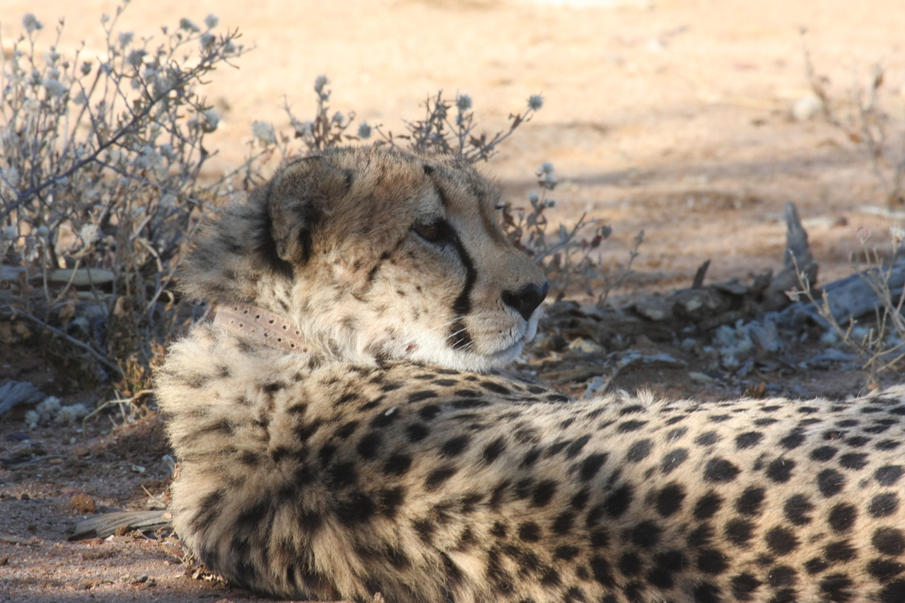 [1339] 2016_06_22_03_02_46_Africa_Canon_EOS_40D_IMG__07715.jpg