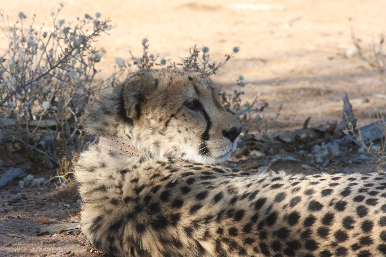 [1341] 2016_06_22_03_02_48_Africa_Canon_EOS_40D_IMG__00269.jpg