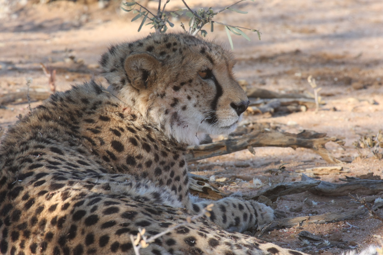 [1354] 2016_06_22_03_03_28_Africa_Canon_EOS_40D_IMG__00273.jpg