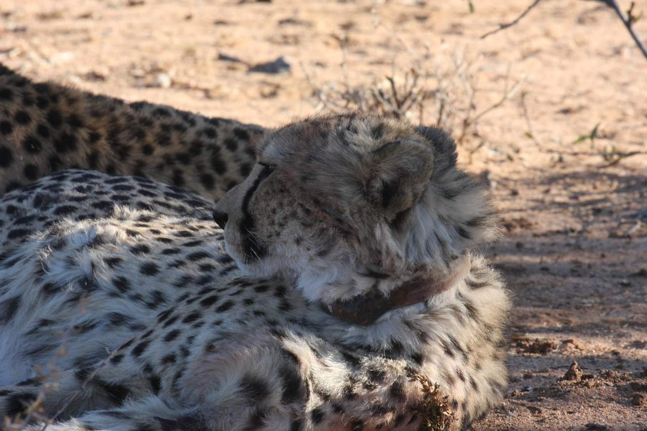 [1368] 2016_06_22_03_04_24_Africa_Canon_EOS_40D_IMG__07724.jpg