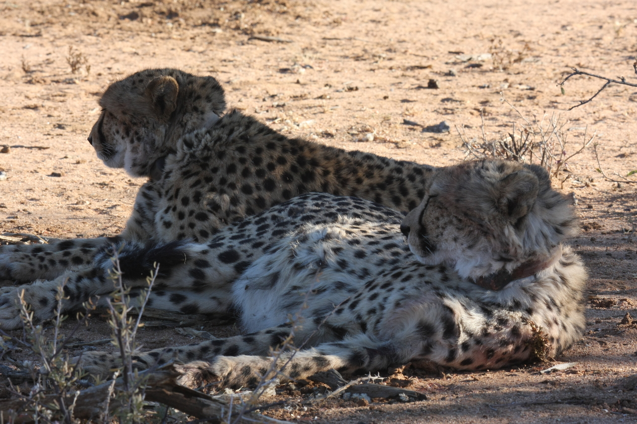 [1374] 2016_06_22_03_04_31_Africa_Canon_EOS_40D_IMG__07726.jpg