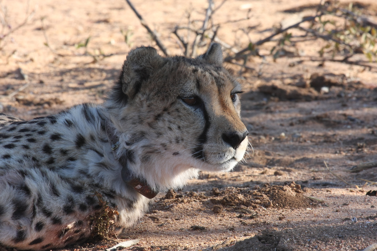 [1413] 2016_06_22_03_05_21_Africa_Canon_EOS_40D_IMG__07739.jpg