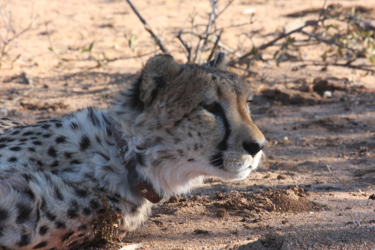 [1419] 2016_06_22_03_05_25_Africa_Canon_EOS_40D_IMG__00295.jpg