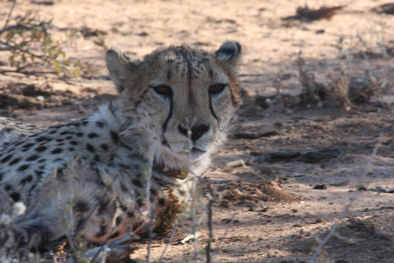 [1437] 2016_06_22_03_06_13_Africa_Canon_EOS_40D_IMG__07747.jpg