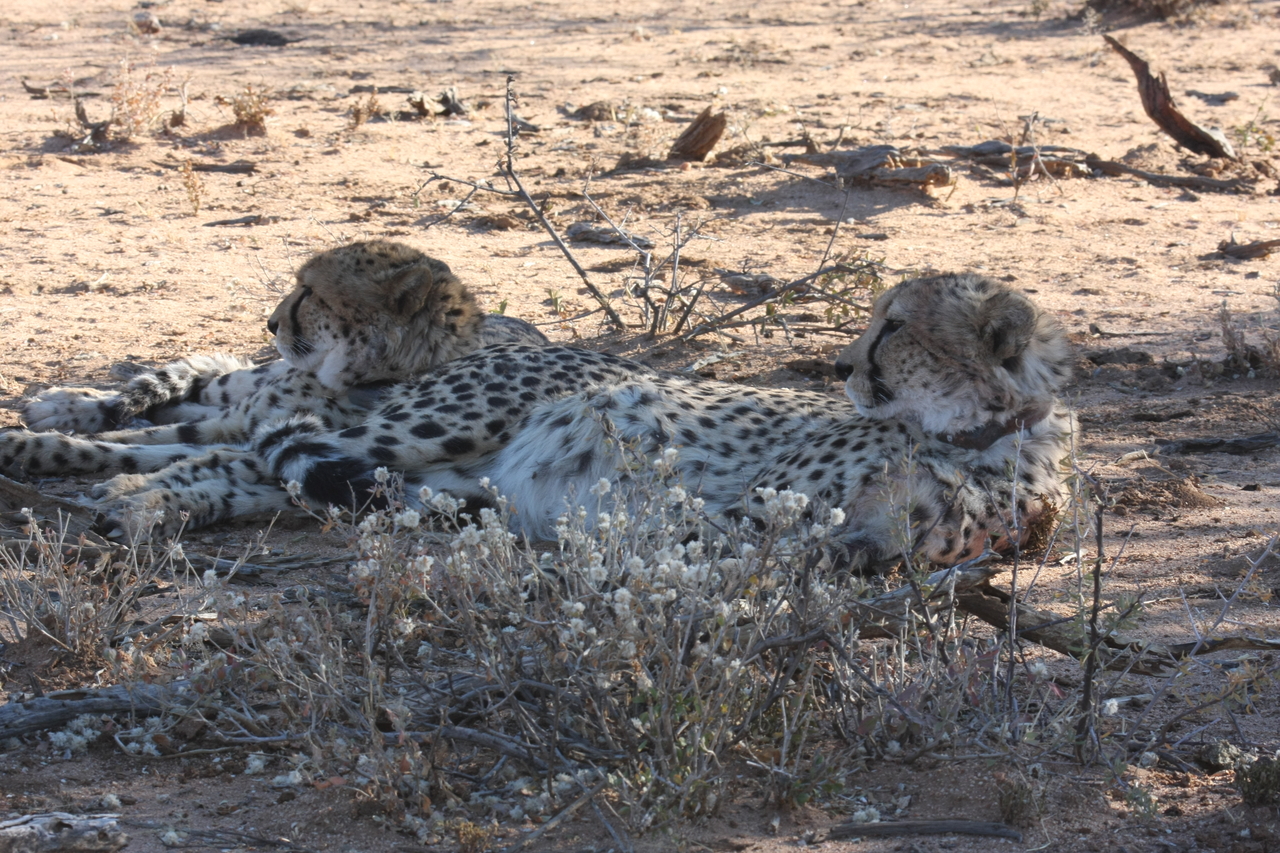 [1448] 2016_06_22_03_06_28_Africa_Canon_EOS_40D_IMG__00286.jpg