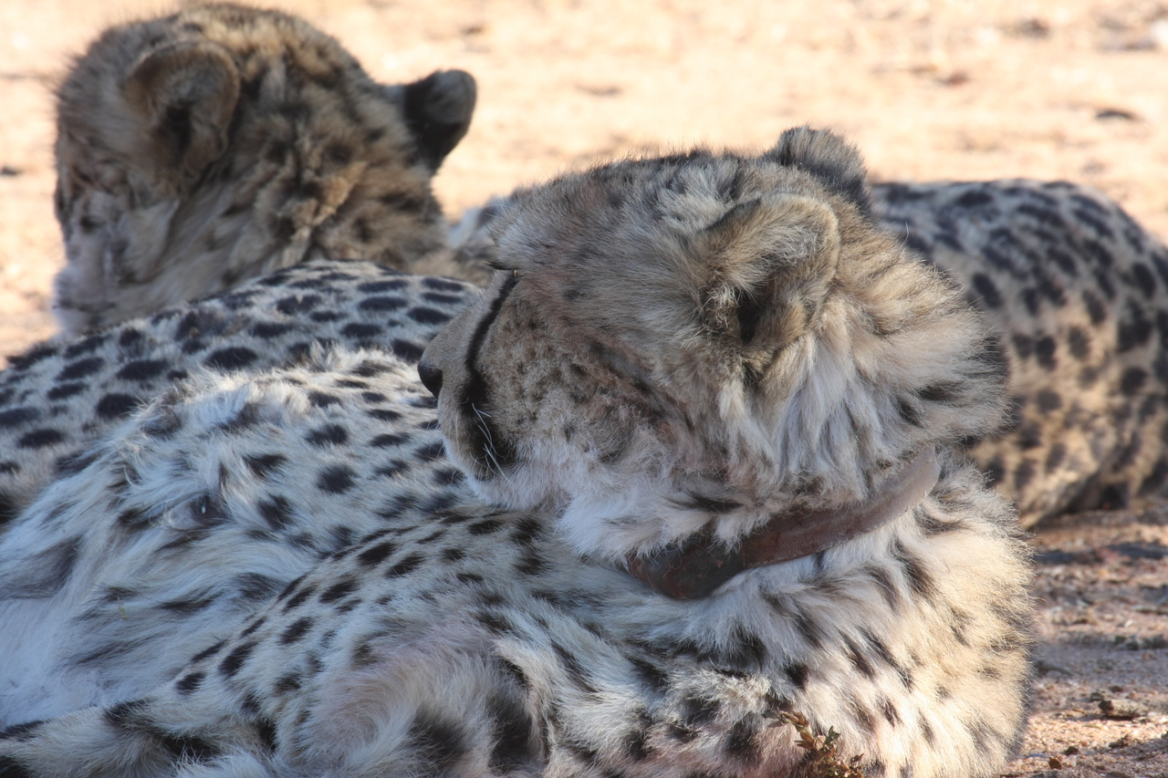 [1456] 2016_06_22_03_07_13_Africa_Canon_EOS_40D_IMG__00307.jpg