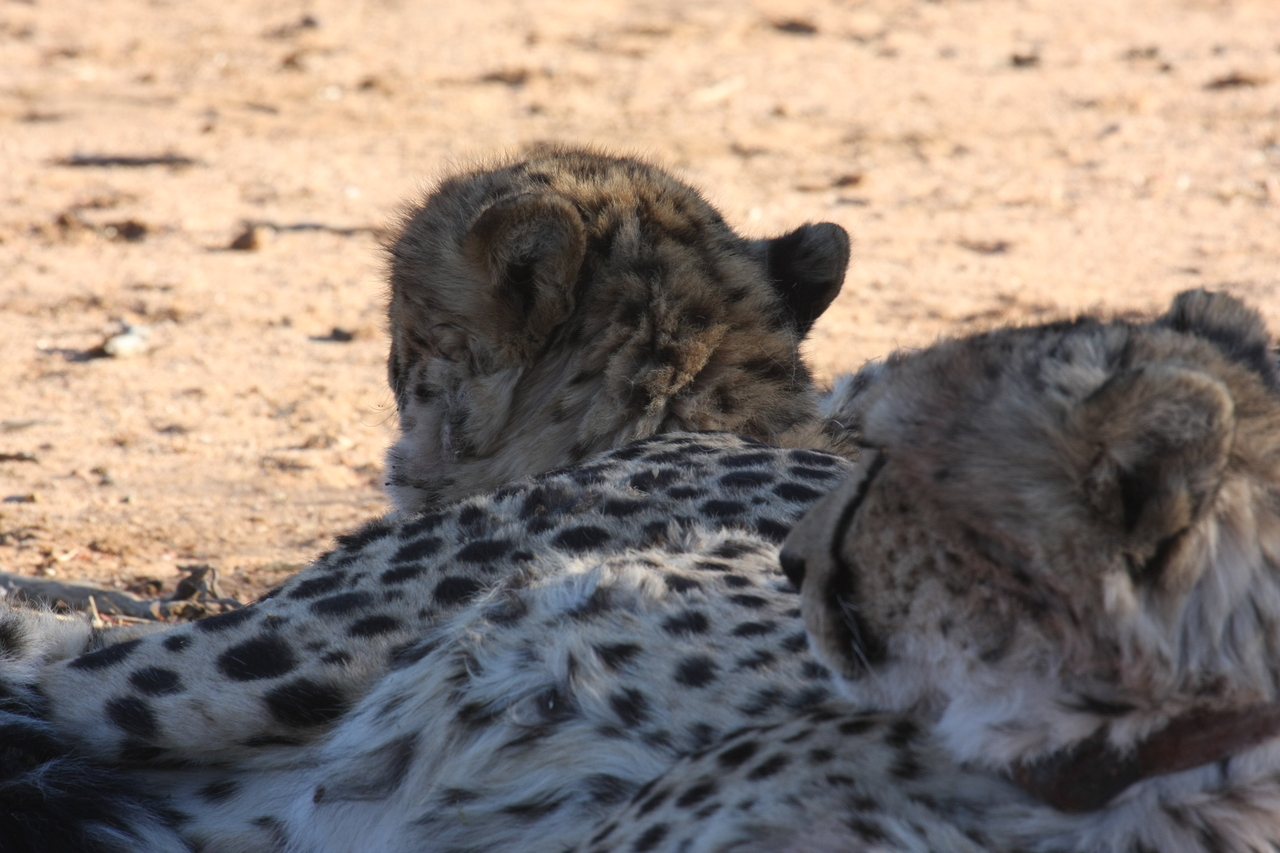 [1465] 2016_06_22_03_07_20_Africa_Canon_EOS_40D_IMG__07757.jpg