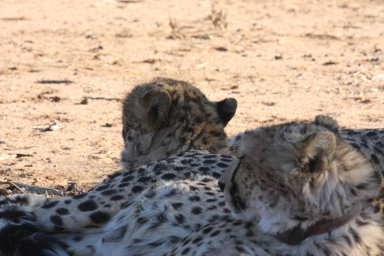 [1467] 2016_06_22_03_07_24_Africa_Canon_EOS_40D_IMG__00293.jpg