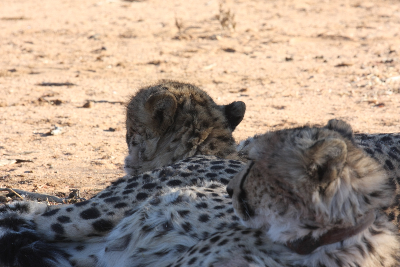 [1470] 2016_06_22_03_07_24_Africa_Canon_EOS_40D_IMG__07758.jpg