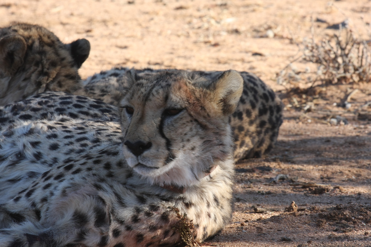 [1472] 2016_06_22_03_07_31_Africa_Canon_EOS_40D_IMG__00294.jpg