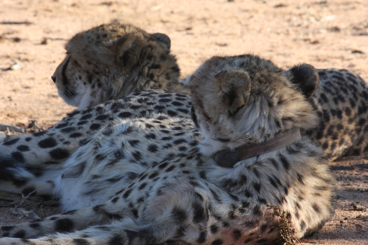 [1475] 2016_06_22_03_07_39_Africa_Canon_EOS_40D_IMG__00295.jpg