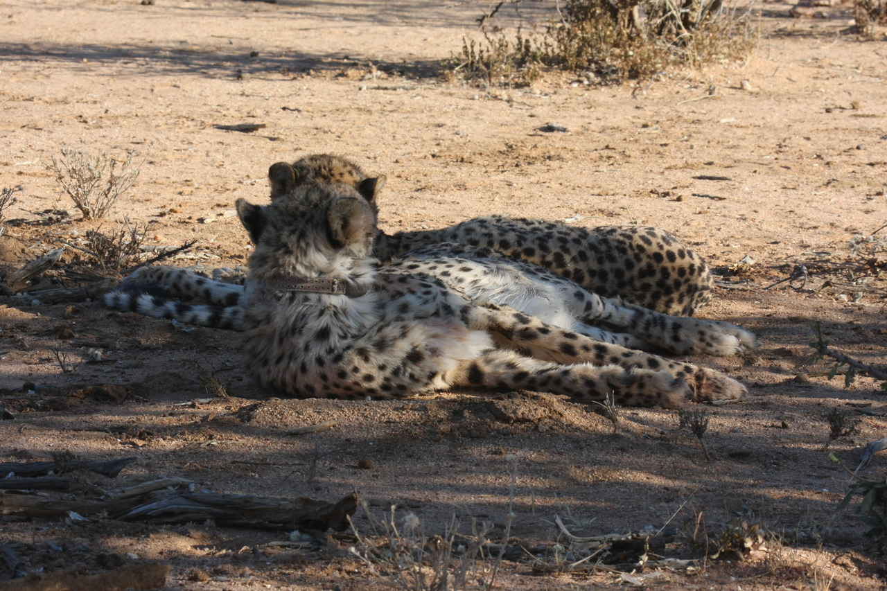 [1506] 2016_06_22_03_11_13_Africa_Canon_EOS_40D_IMG__00324.jpg