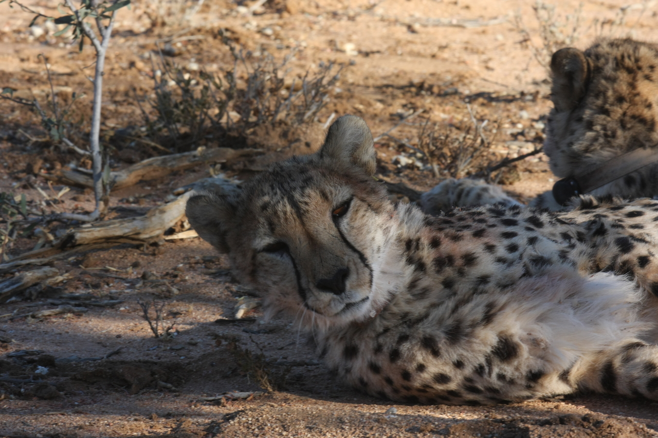 [1521] 2016_06_22_03_11_45_Africa_Canon_EOS_40D_IMG__00328.jpg