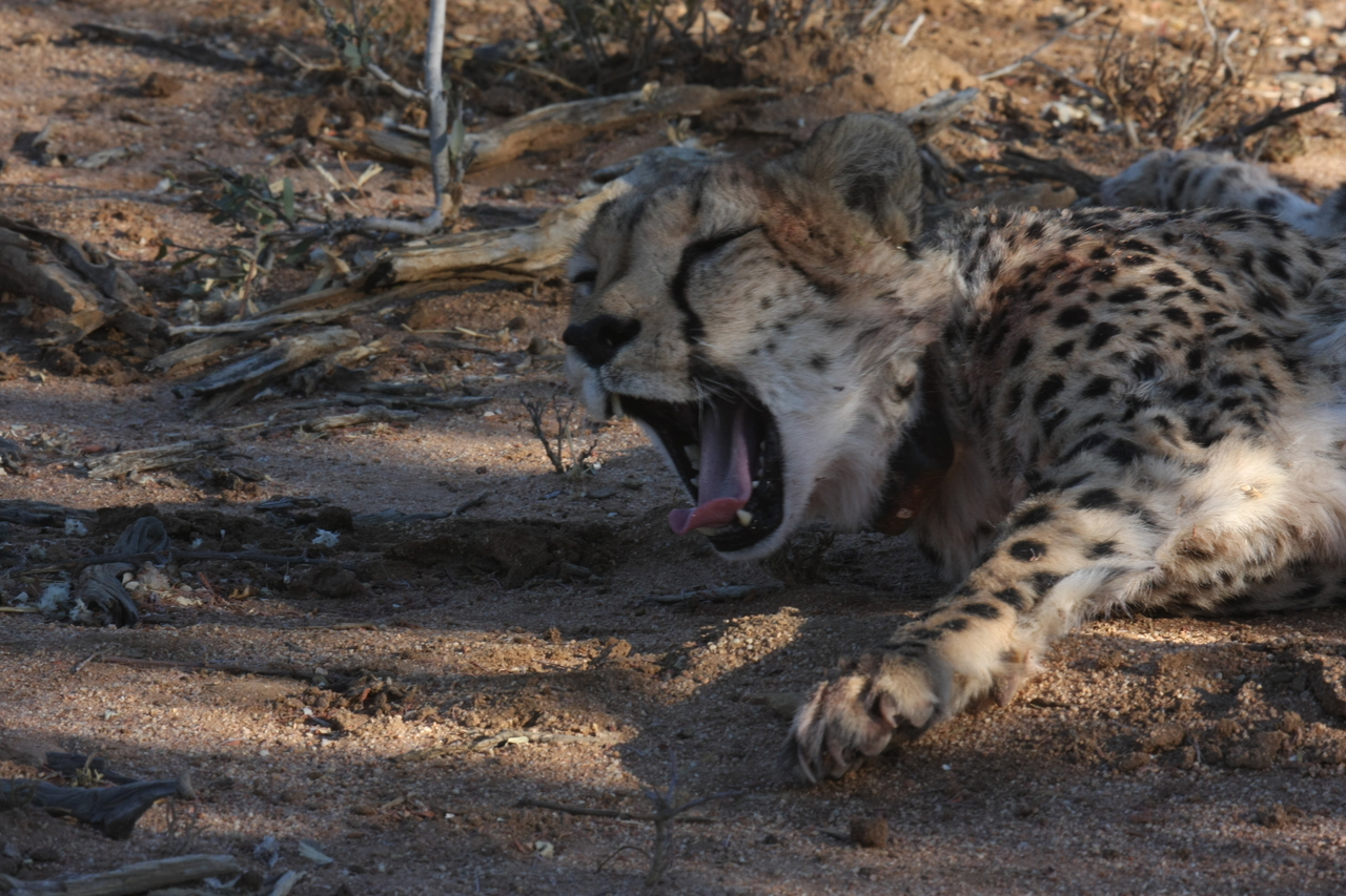 [1525] 2016_06_22_03_11_46_Africa_Canon_EOS_40D_IMG__00329.jpg