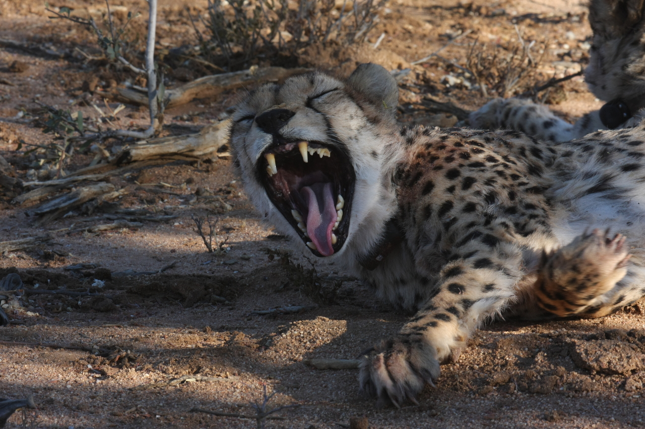 [1529] 2016_06_22_03_11_47_Africa_Canon_EOS_40D_IMG__00313.jpg