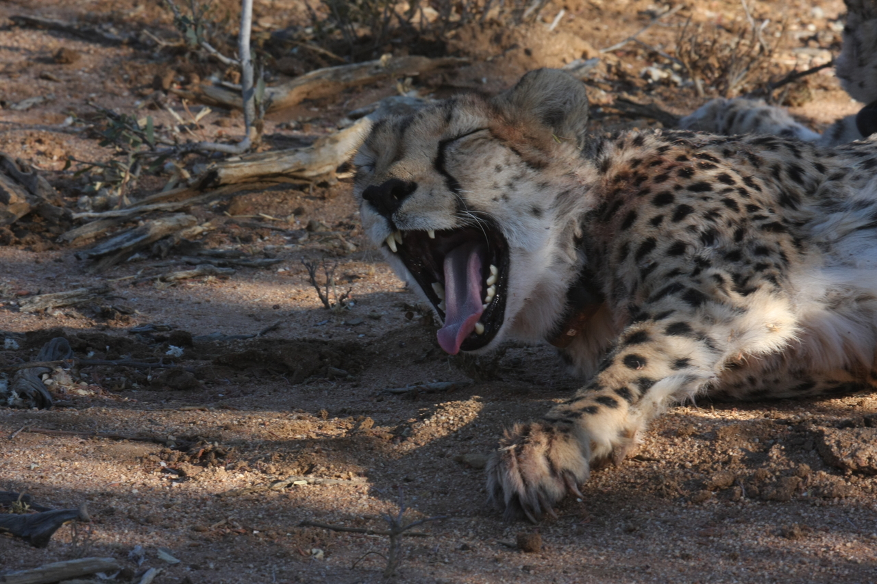 [1530] 2016_06_22_03_11_47_Africa_Canon_EOS_40D_IMG__00330.jpg