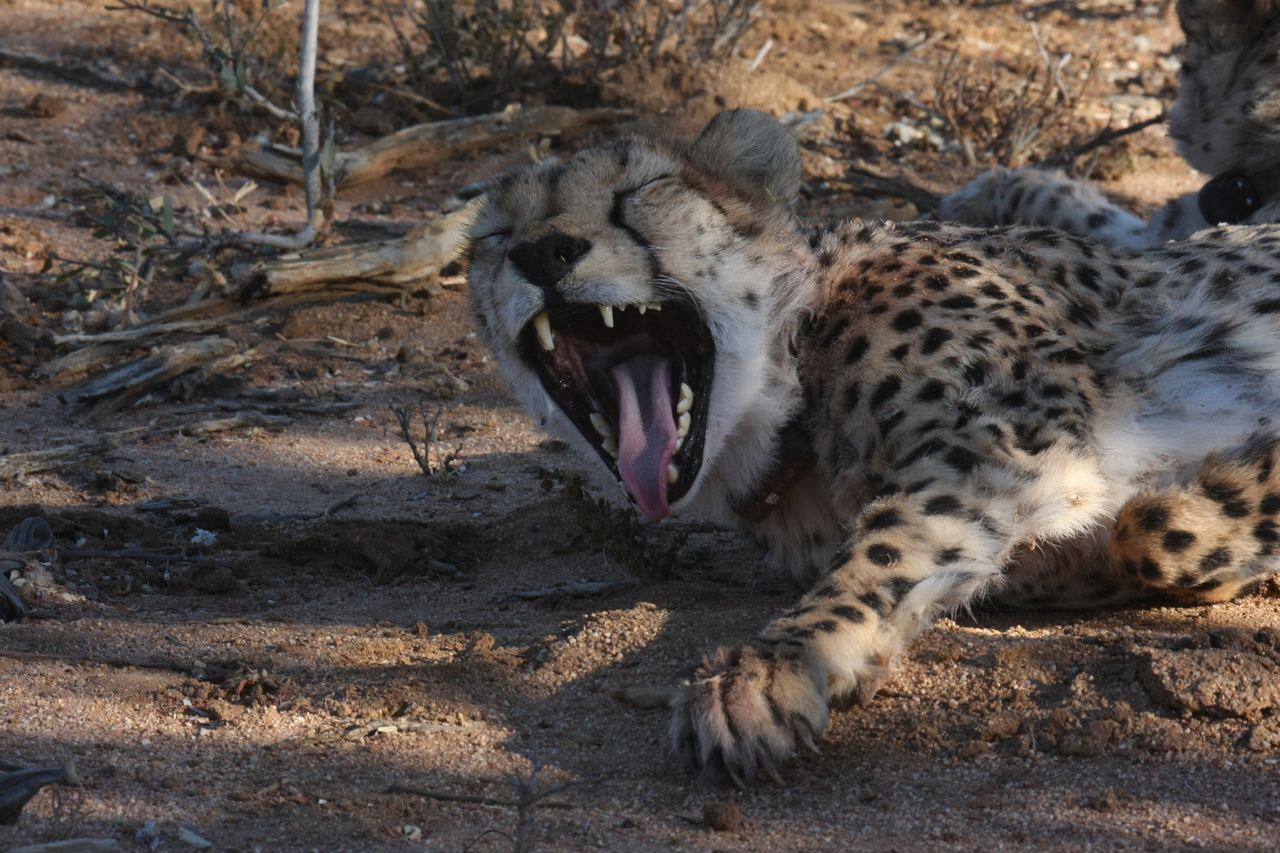 [1534] 2016_06_22_03_11_47_Africa_Canon_EOS_40D_IMG__07778.jpg