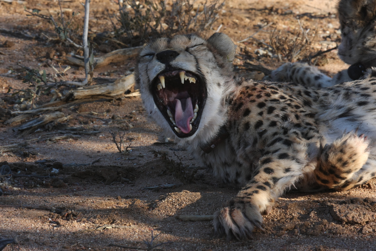 [1536] 2016_06_22_03_11_48_Africa_Canon_EOS_40D_IMG__00314.jpg