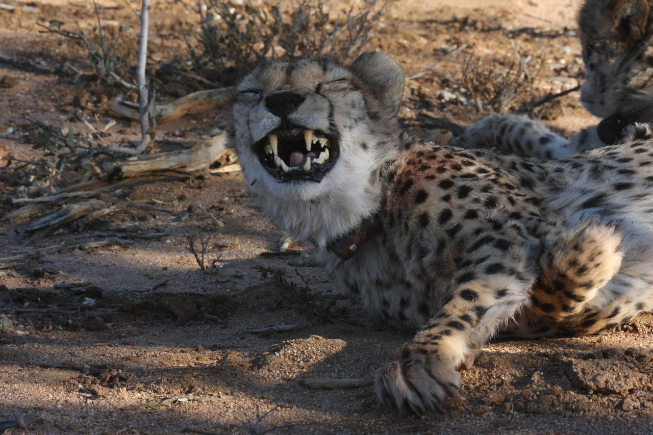 [1540] 2016_06_22_03_11_48_Africa_Canon_EOS_40D_IMG__00334.jpg