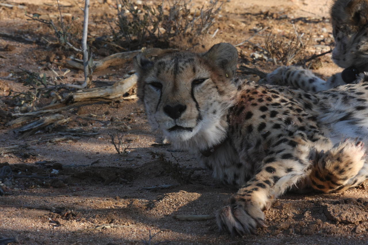 [1544] 2016_06_22_03_11_48_Africa_Canon_EOS_40D_IMG__07782.jpg