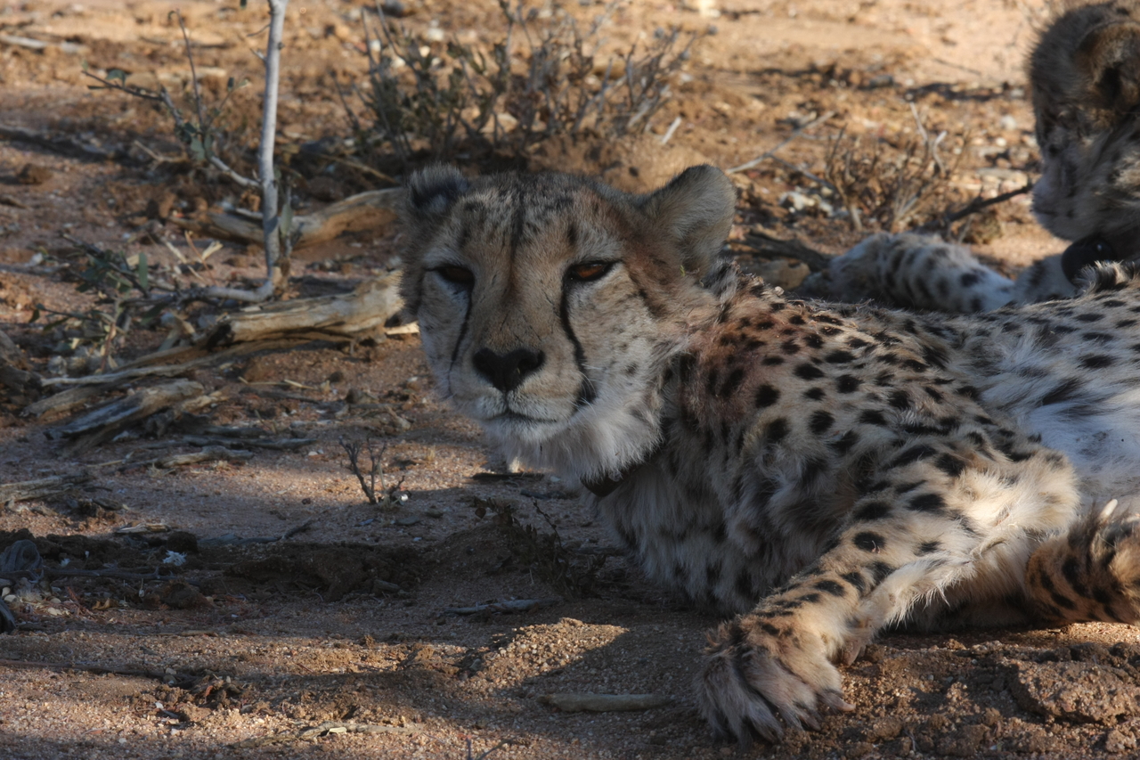 [1549] 2016_06_22_03_11_50_Africa_Canon_EOS_40D_IMG__07783.jpg