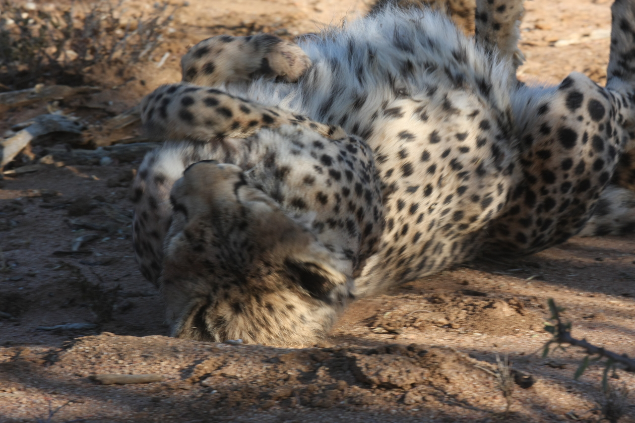 [1553] 2016_06_22_03_11_52_Africa_Canon_EOS_40D_IMG__00319.jpg