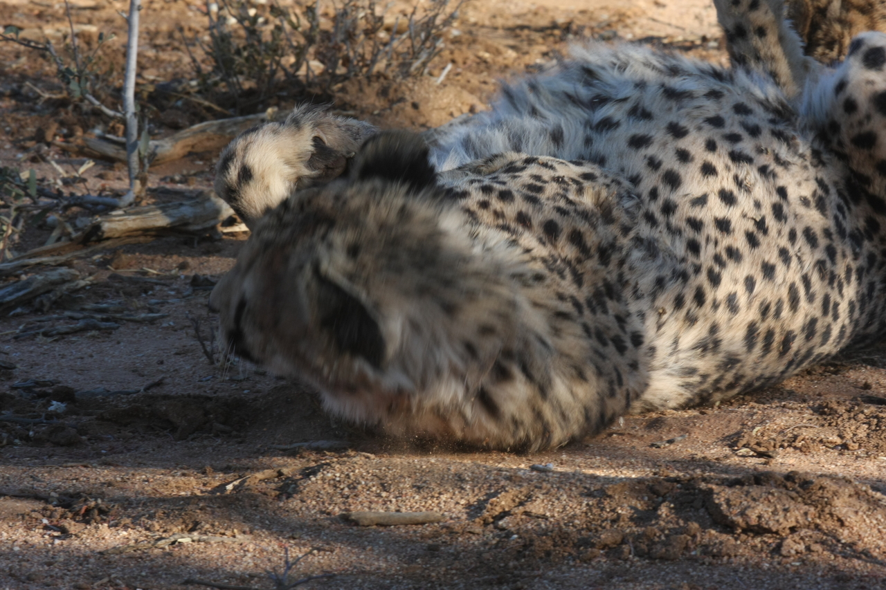 [1556] 2016_06_22_03_11_52_Africa_Canon_EOS_40D_IMG__00339.jpg