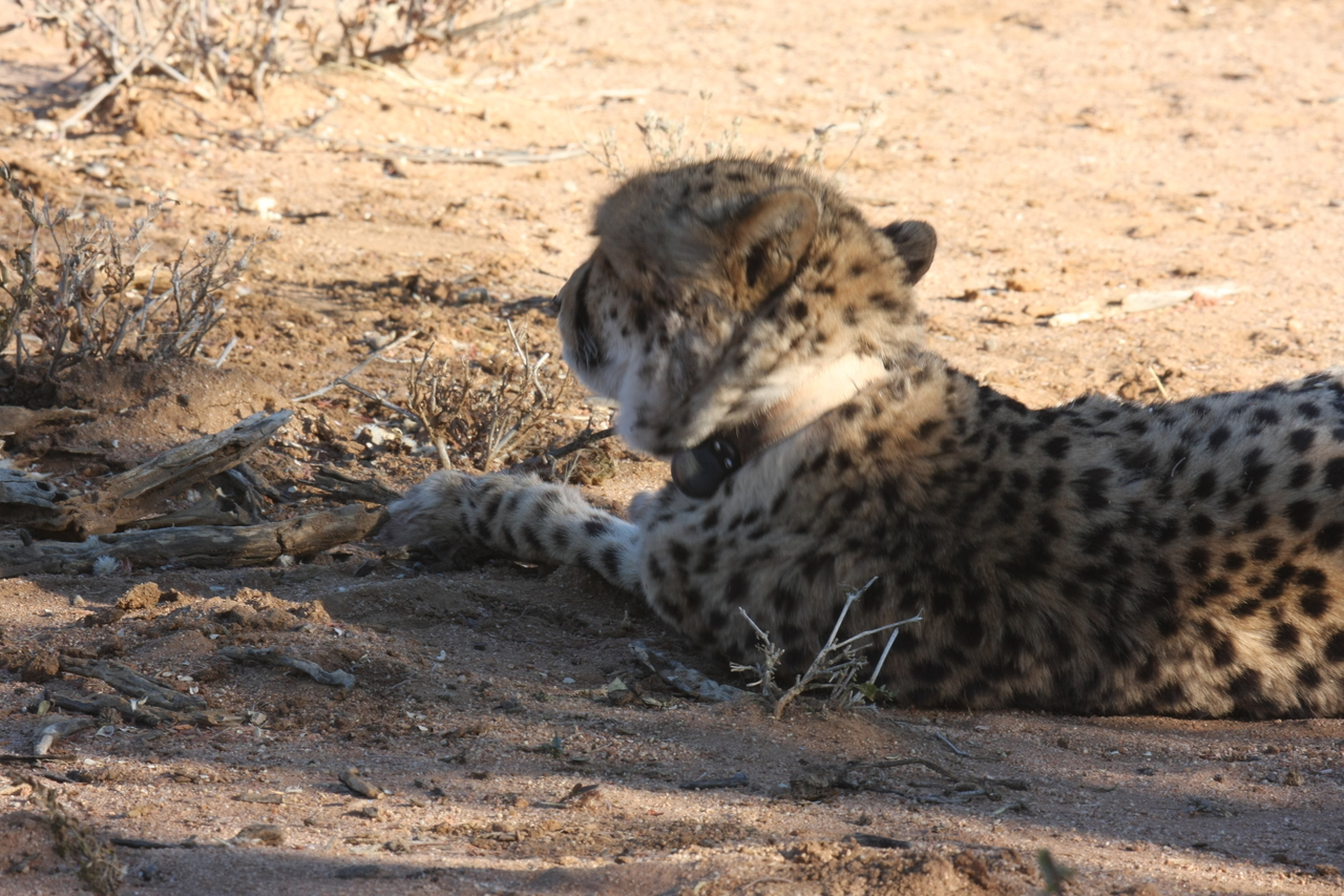 [1576] 2016_06_22_03_12_50_Africa_Canon_EOS_40D_IMG__00343.jpg