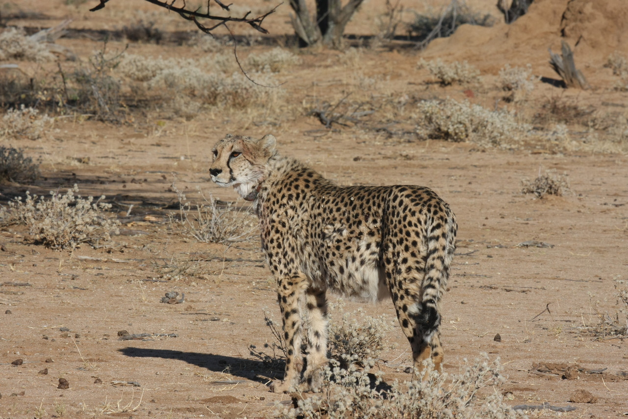 [1583] 2016_06_22_03_12_59_Africa_Canon_EOS_40D_IMG__00327.jpg