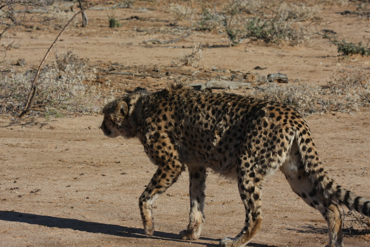 [1596] 2016_06_22_03_13_08_Africa_Canon_EOS_40D_IMG__07794.jpg