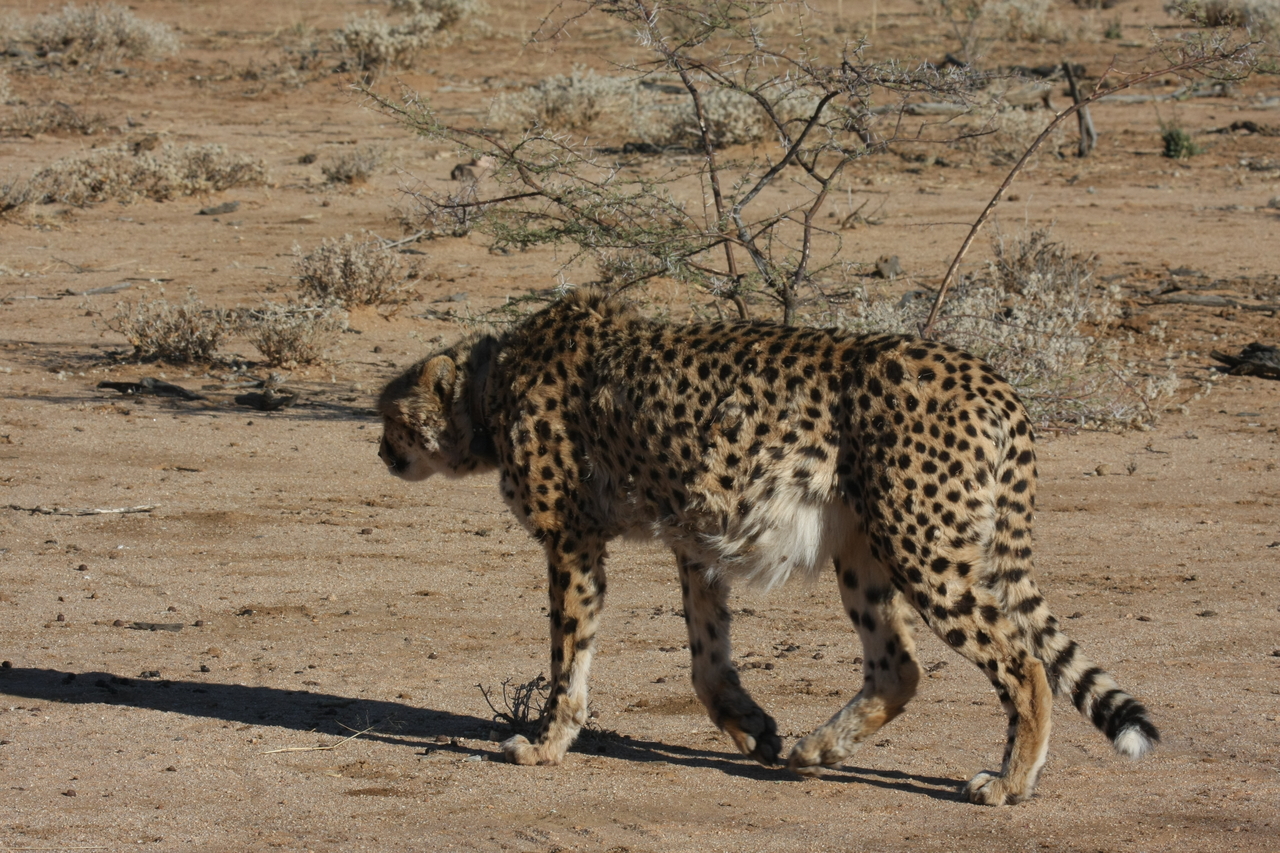 [1600] 2016_06_22_03_13_09_Africa_Canon_EOS_40D_IMG__07796.jpg