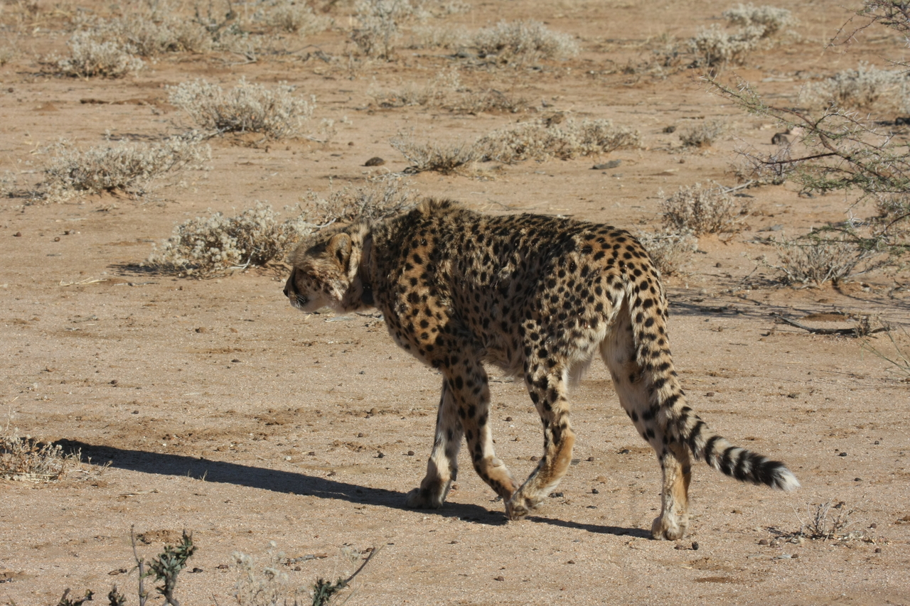 [1609] 2016_06_22_03_13_12_Africa_Canon_EOS_40D_IMG__07799.jpg