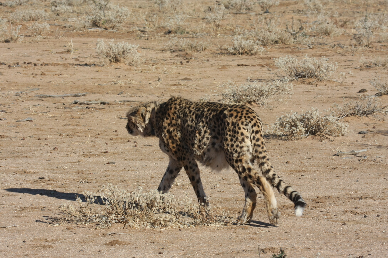 [1612] 2016_06_22_03_13_14_Africa_Canon_EOS_40D_IMG__07800.jpg