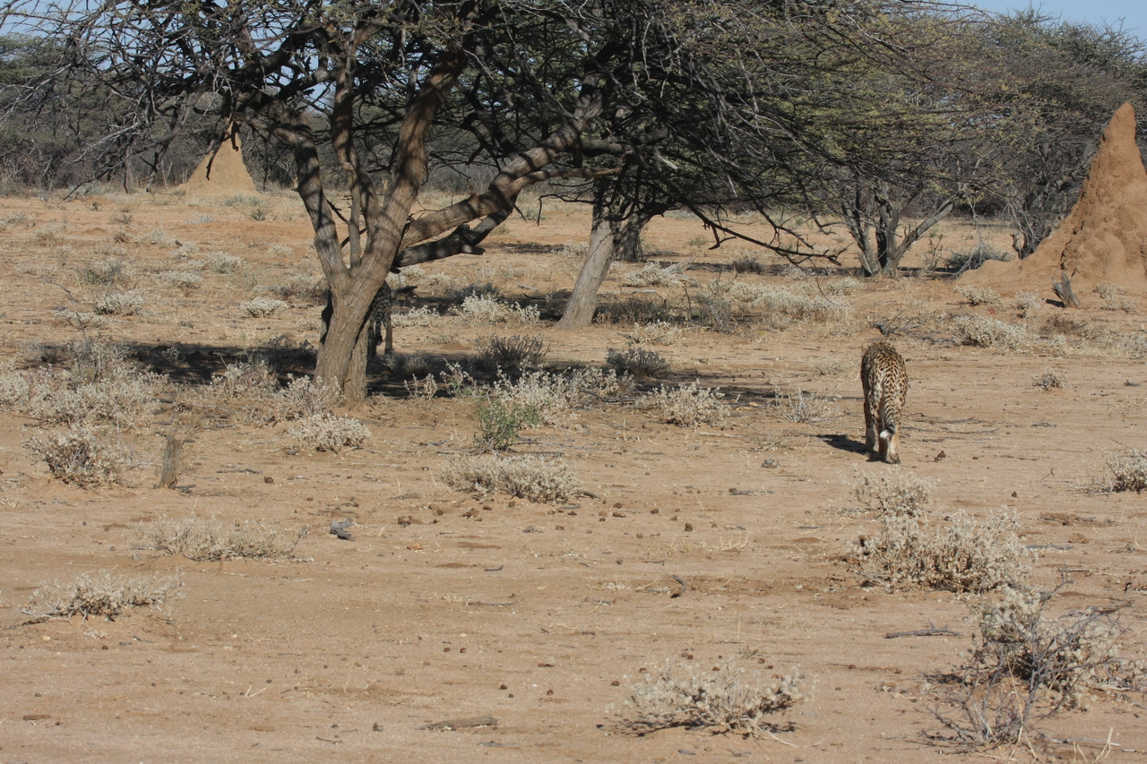 [1621] 2016_06_22_03_13_54_Africa_Canon_EOS_40D_IMG__07803.jpg