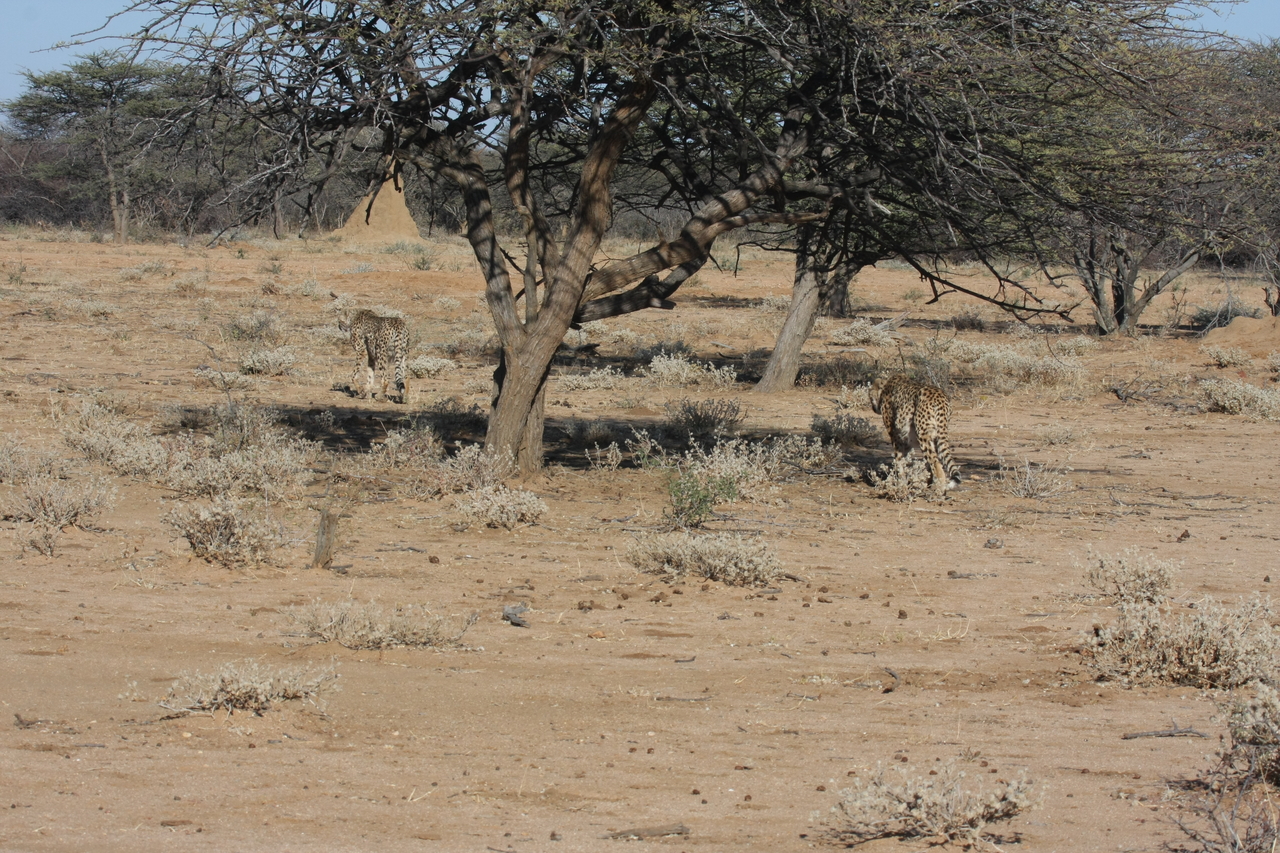 [1628] 2016_06_22_03_13_59_Africa_Canon_EOS_40D_IMG__00340.jpg