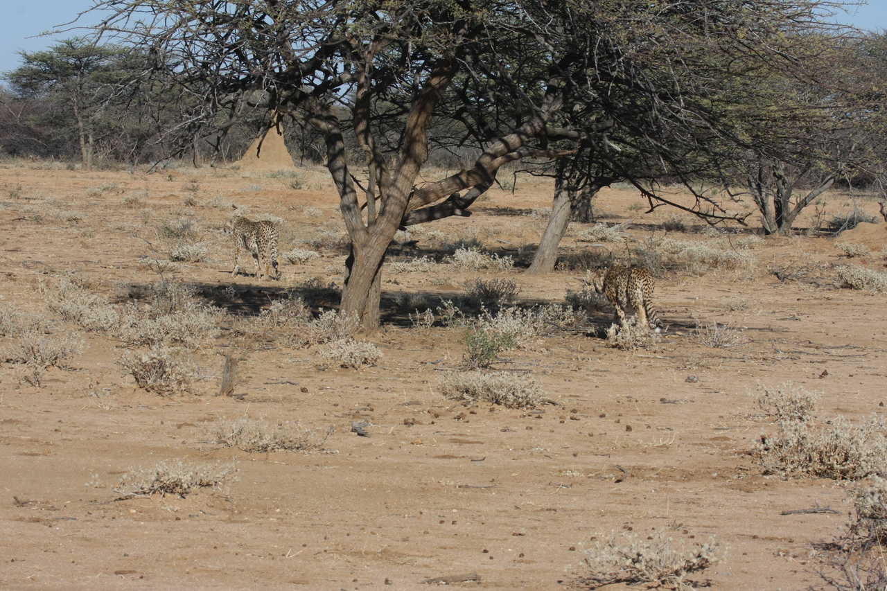 [1629] 2016_06_22_03_13_59_Africa_Canon_EOS_40D_IMG__00341.jpg