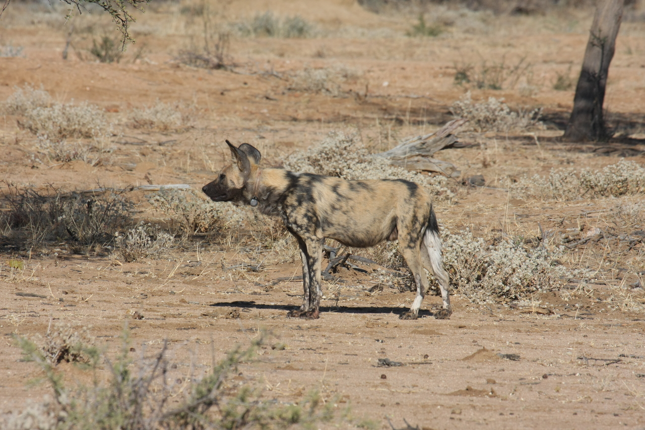[1668] 2016_06_22_03_19_37_Africa_Canon_EOS_40D_IMG__00350.jpg
