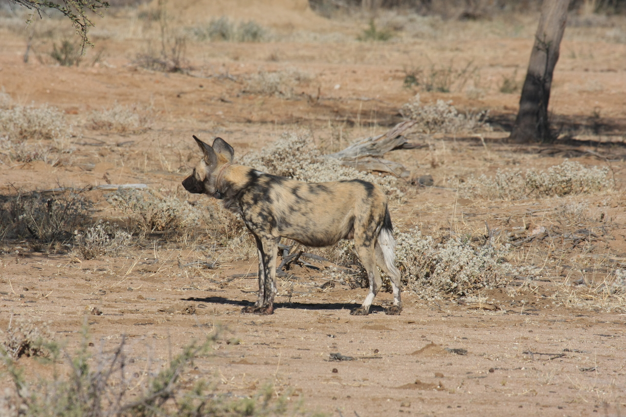 [1674] 2016_06_22_03_19_39_Africa_Canon_EOS_40D_IMG__00352.jpg