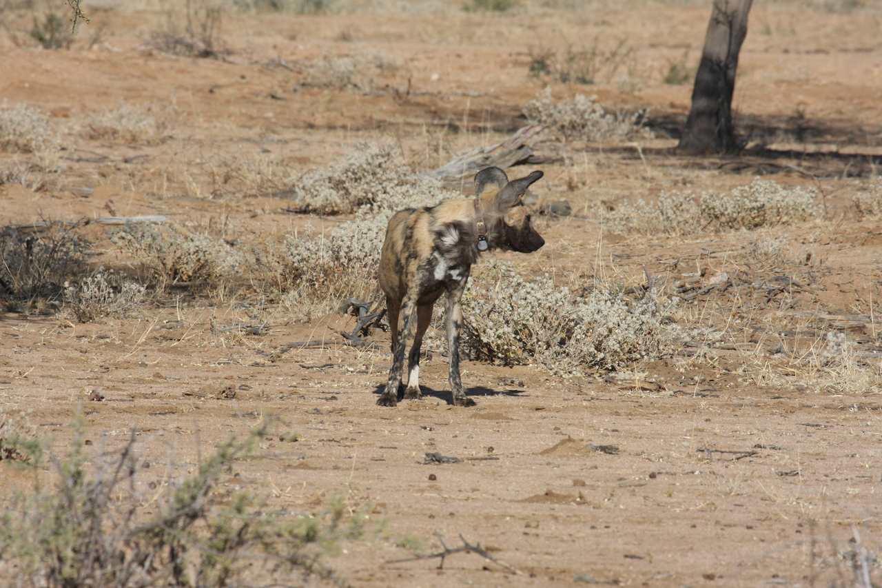[1683] 2016_06_22_03_19_47_Africa_Canon_EOS_40D_IMG__00373.jpg
