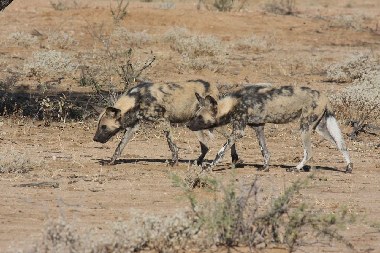 [1705] 2016_06_22_03_19_55_Africa_Canon_EOS_40D_IMG__00381.jpg