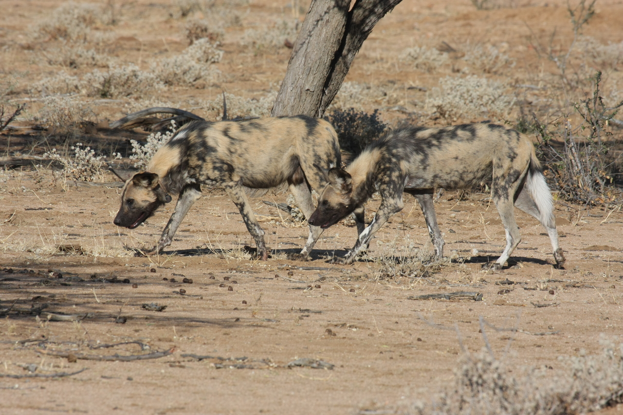 [1716] 2016_06_22_03_19_57_Africa_Canon_EOS_40D_IMG__00384.jpg